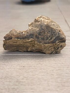 Natural Petrified Wood Accent Piece